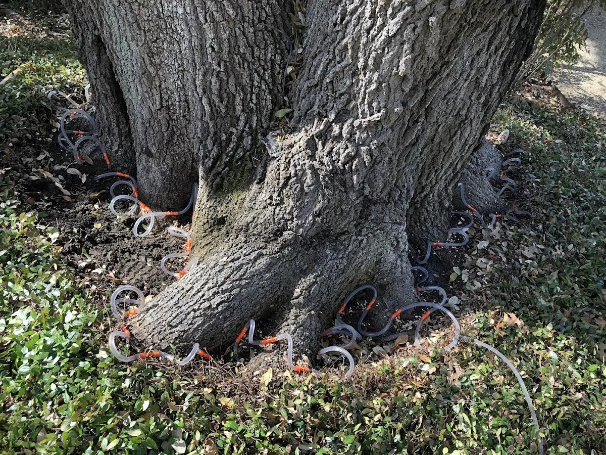 Detailed Tree Cabling and Bracing job site in Waverly Hall