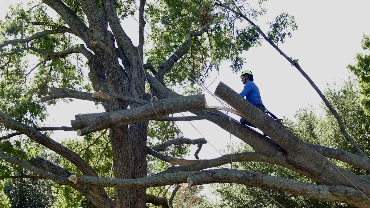 Professional Hazardous Tree Removal performed by certified arborists in Waverly Hall
