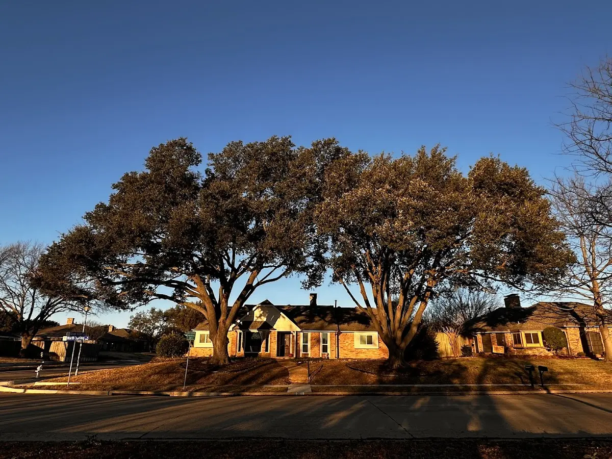 Established residential canopy tree shading a home in Waverly Hall